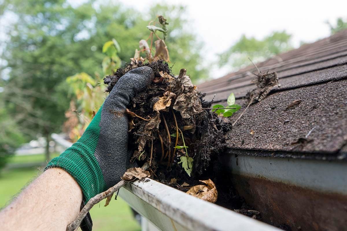 Gutter cleaning in Barnsley - clearing leaves and moss from a blocked gutter by hand